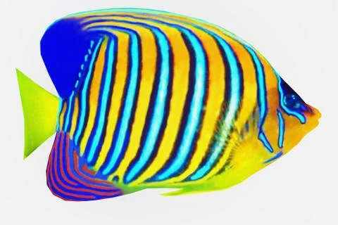 Regal Angelfish 스톡 일러스트