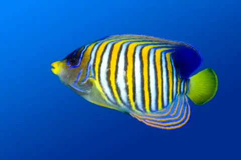 Regal Angelfish Stock Photos