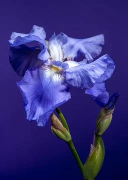 Regal Blue Iris Bloom Against a Deep Indigo Backdrop Foto stock