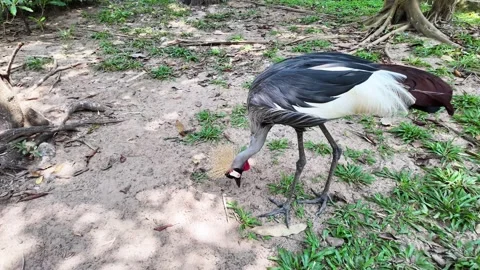 Regal Crowned Crane Foraging in Sunlit Forest Stock Footage 264812886