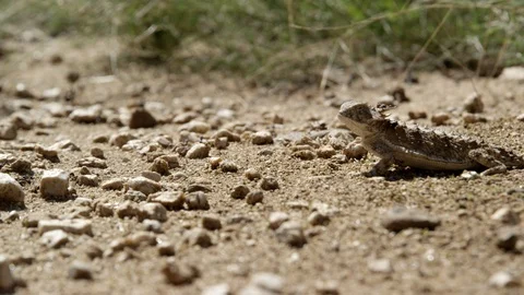  Regal horned lizard shaking ant off head Stock-Footage 114859438