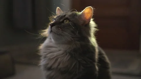 Regal house cat in dramatic lighting sits in profile. Stock Footage 300853481