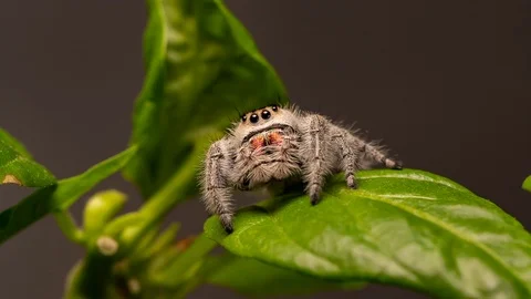 Regal Jumping Spider Stock Footage 124869075