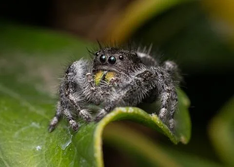 Regal Jumping Spider On Leaf 写真素材