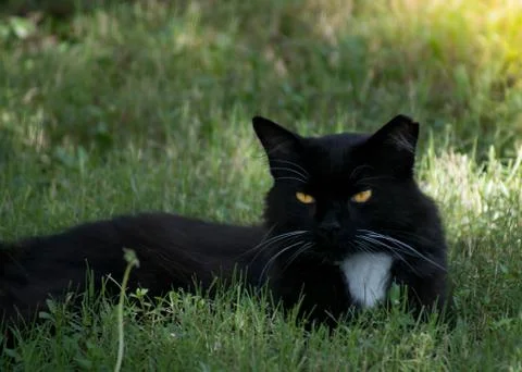 Regal Kitty Stock Photos