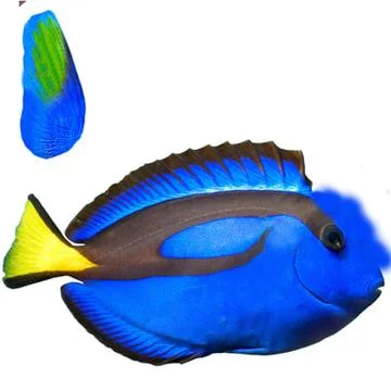 Regal (or Blue) Tang (Rigged) 3D Model