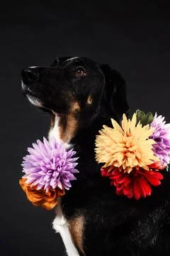 Regal puppy pose 写真素材