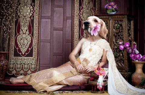 Regal Retriever Stock Photos