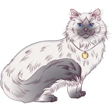 Regdoll breed cat Stock Illustration
