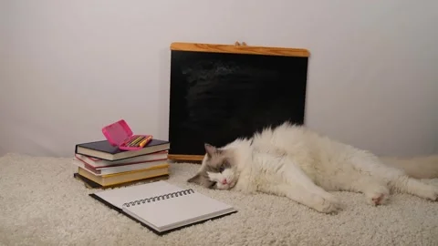 Regdoll cat lying on side near black school desk and books, back to school. Stock Footage 297549652