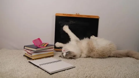 Regdoll cat lying on side near black school desk and books, back to school. Stock Footage 297549657