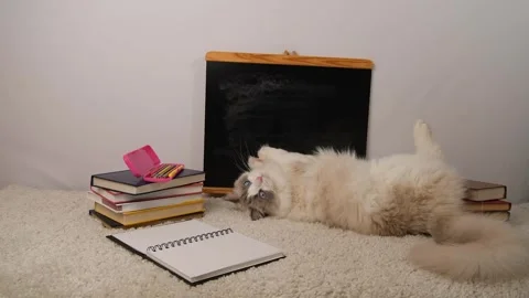 Regdoll cat lying on side near black school desk and books, back to school. Stock Footage 297549705