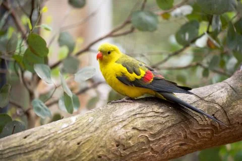 Regend parakeet Stock Photos