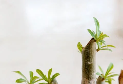 Regeneration Stock Photos