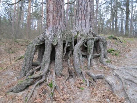 Regeneration of pine roots into the trunks Stock Photos