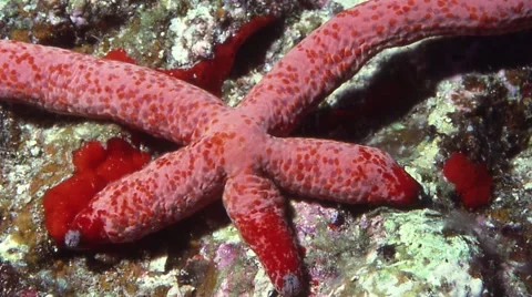Regeneration, starfish is regenerating itself Видео 57092886