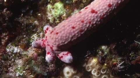 Regeneration, starfish is regenerating itself from a single arm. Stock Footage 57092945