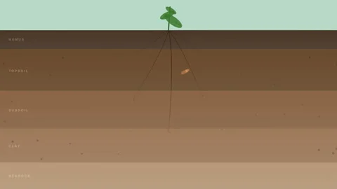 Regenerative Soil Cross Section Ecosystem Loop Agricultural Sustainability 動画素材 336070729