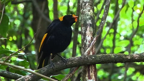 Regent Bowerbird perched Stock Footage 140264454