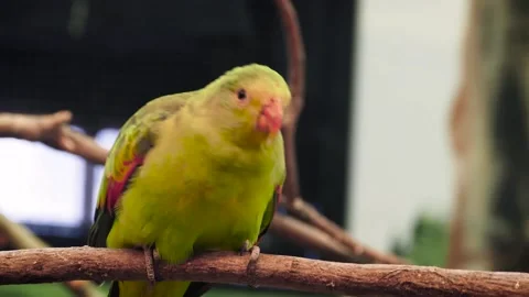 Regent parrot (Polytelis anthopeplus) Видео 181490828