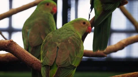 Regent parrot (Polytelis anthopeplus) Видео 181491678
