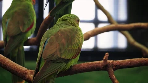 Regent parrot (Polytelis anthopeplus) Stock Footage 181492793