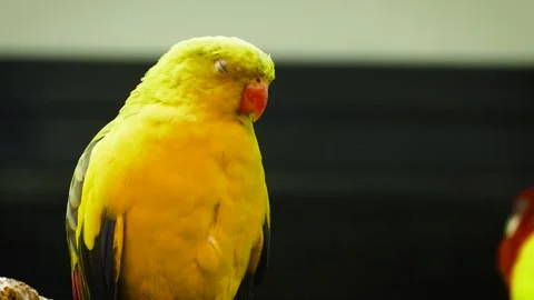 Regent parrot (Polytelis anthopeplus) Stock Footage 181492984