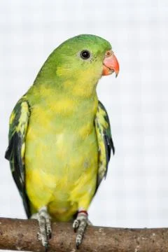 The regent parrot (polytelis anthopeplus) Stock Photos