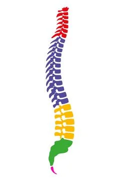 Regions of the human vertebral column, also known as backbone or spine Stock Illustration