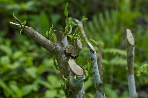 Regrowing a chopped tree Stock Photos