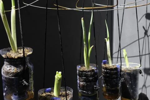 Regrowing leeks in hanging pots from used bottles Stock Photos