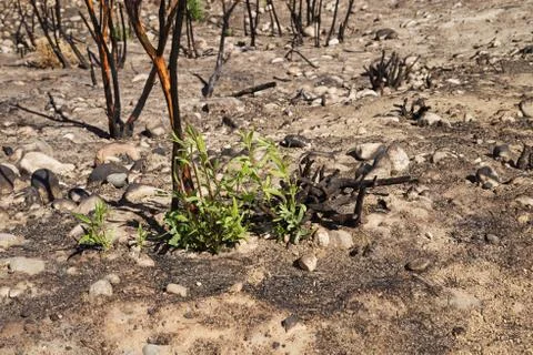 Regrowth After Fire Stock Photos