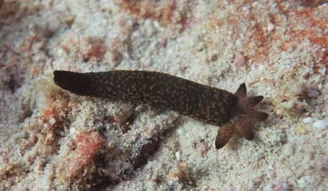 Regrowth of a starfish Stock Photos