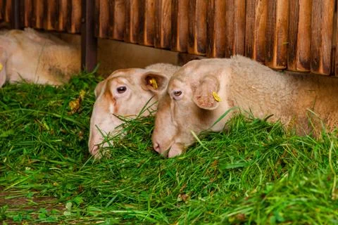 Regular feeding sheep. Stock Photos