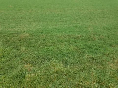 Regular grass and grass on a field Stock Photos