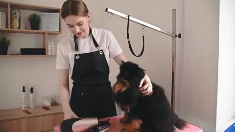 Regular grooming keeps a black spitz looking stunning. Grooming routines include Stock Footage 306670026