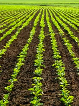 Regular lines pattern on Sugar Beet field Stock Photos