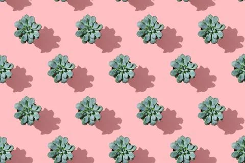 Regular pattern succulent flower in pot on a pink background. Flat lay, floral Stock Photos