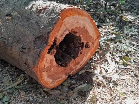 Regular pruning required in a public park. Stock Photos