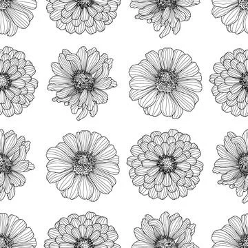 Regular seamless pattern from Zinnia flower heads drawings in black outline on a Stock Illustration
