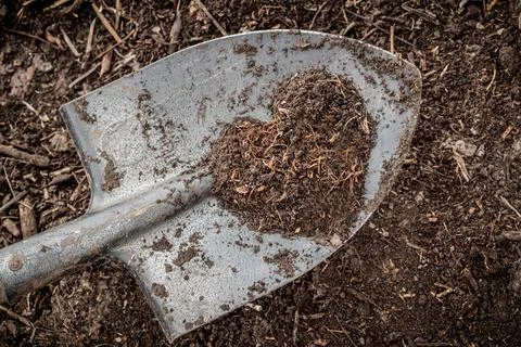 Regular shovel with fresh compost. Processing organic waste into compost for use Stock Photos