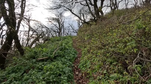 A regular-sized girl goes down the mountain in the autumn forest 動画素材 257418123
