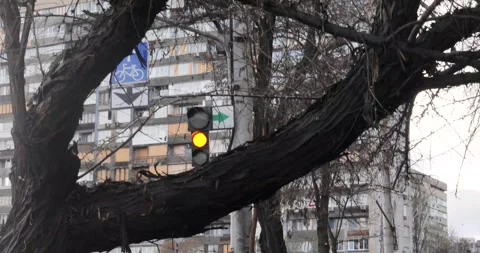 A regulated traffic light at a city intersection through an old tree pole Stock Footage 332398646