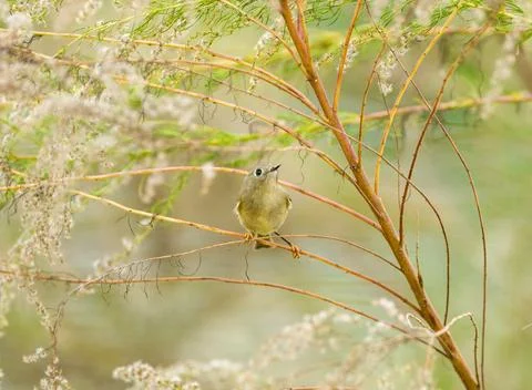 Regulus calendula - ruby crowned kinglet a very small passerine bird found .. Stock Photos