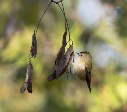 Regulus regulus. Tiny Goldcrest Bird Perched on Dry Black Locust Seed Pods .. Foto stock