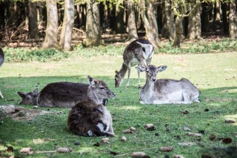 Rehe Stock Photos