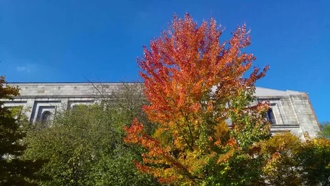 Reichsparteitag building nuremberg germany through colorful leaves in autumn 動画素材 81147853