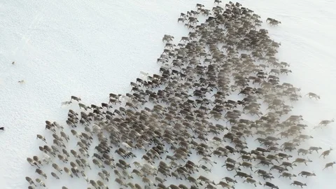 Reindeer-11 Video stock 127045008