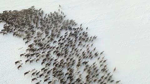 Reindeer-12 Video stock 127045053