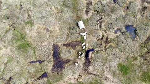 Reindeer and north deer pulling a cart in the marshy tundra Around Muddy 库存影片 339696543